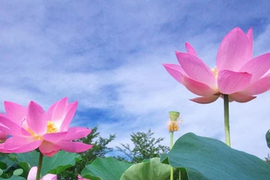 Download Wallpapers 2560x1024 Lotus, Green, Sky, Foliage Dual ...