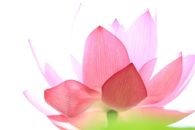 Wallpapers Roundup!   The Pond Blog