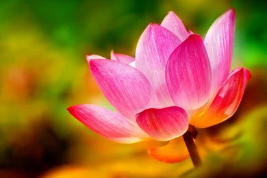 Lotus Pink Petals Backgrounds >> HD Wallpaper, Get It Now!