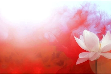 Lotus Flower With Red Backgrounds / Red /color Red / Red Color ...