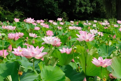 Download Wallpapers 3840x2400 Lotus, Herbs, Sun Ultra HD 4K HD ...