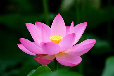 Beautiful Lotus Best HD Backgrounds Wallpapers