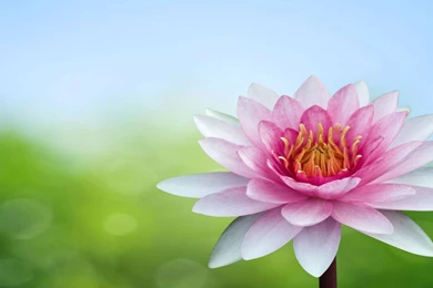 Lotus Backgrounds Pictures Images