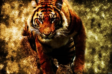 Tiger Wallpapers