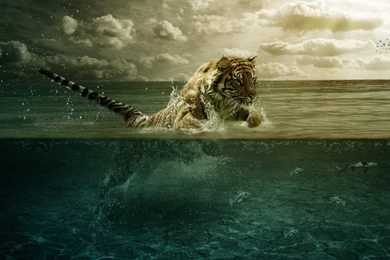 Tiger Wallpaper Widescreen.jpg