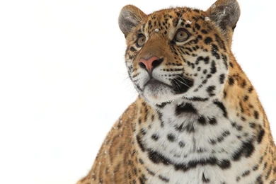 Tiger Wallpapers 3319 Cool HD   Wallnos.com