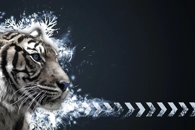 Hd Wallpapers Tiger GRS11