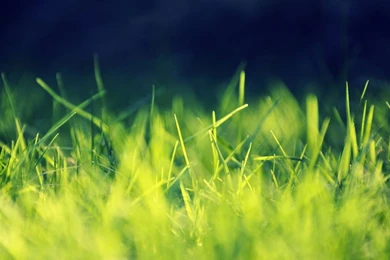 Flower Wallpapers STAY080