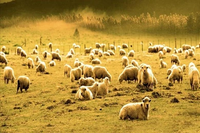 Compare Prices On God Backgrounds  Online Shopping/Buy Low Price ...