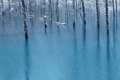 Pure Winter Wither Tree Grove Frozen Lake Landscape iPhone 6 ...
