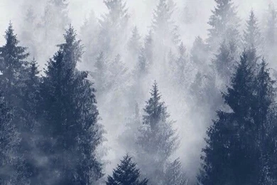 iPhone Wallpapers 5, 6   Winter Trees Cold Mist