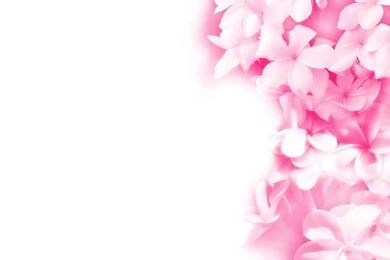 Beautiful Flowers Wallpapers Download