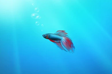 iPad 2 Wallpapers   iPad 2 Wallpapers