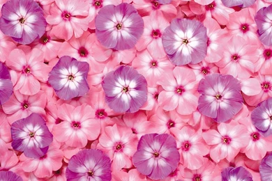 Small Pink And Purple Flowers Wallpapers   Flower Wallpapers