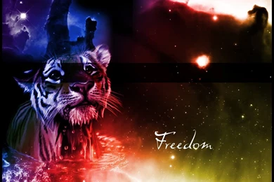 Tiger ♥ ~   Tigers Wallpapers (10309843)   Fanpop