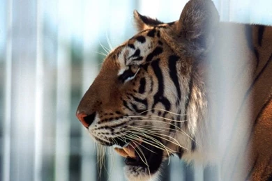 Cool_tiger_wallpaper 800x600.jpg