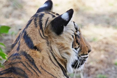 Tiger Wallpapers 3002 High Definition Pictures   Wallnos.com