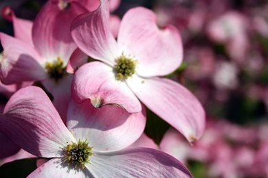 Pink Flowers Wallpapers