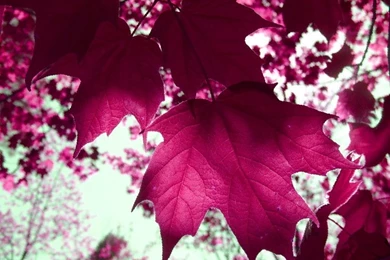 Cabernet Purple Pink Flowers Pink Flowers Wallpapers