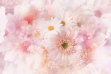 Cute Pink Flowers Wallpapers