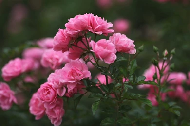 Roses Pink Flowers Wallpapers Free Download Of Pink Roses