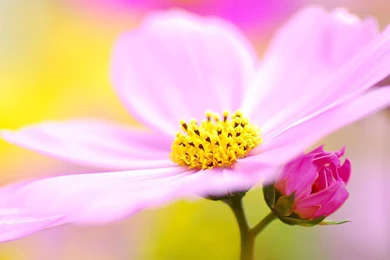 YouWall   Lovely Pink Flower Wallpapers   Wallpaper,wallpapers,free ...