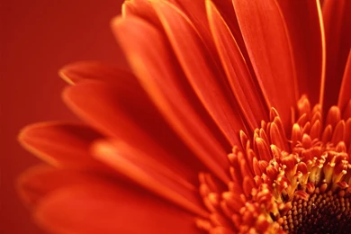 Wallpapers Flowers Screensavers HD Wallpapers Desktop Wallpapers ...