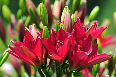 Beautiful Flowers Desktop Wallpapers And Backgrounds