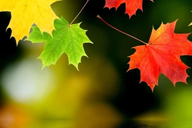 iPhone 6   Earth/Fall   Wallpapers ID: 582747