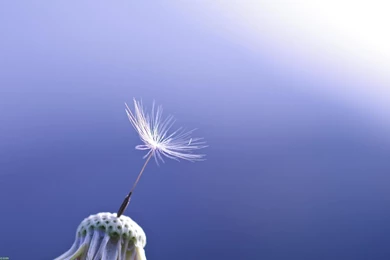 Dandelion Flowers Wallpapers HD Pictures