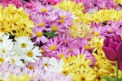 Popular Backgrounds For Tumblr   HD Wallpapers