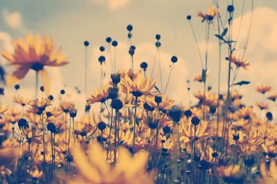 Popular Twitter Backgrounds