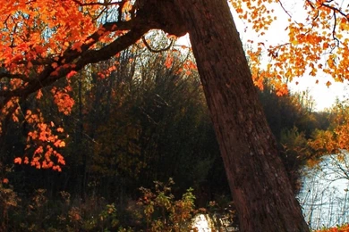 Red Autumn Tree   Best HD Wallpapers For iPhone And Android Devices