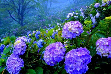 Hydrangea S Wallpapers