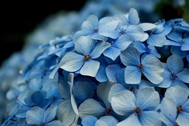 Pink Hydrangea Wallpapers Wallpaper.