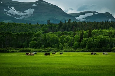 Wild Horses Desktop Wallpaper, Wild Horses Pictures