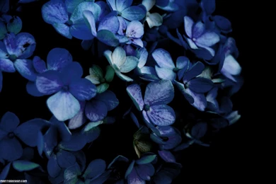 Hydrangea Backgrounds