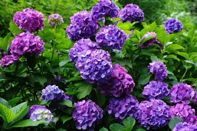 Download Wallpapers 1280x720 Hydrangea, Flowering, Shrubs, Herbs ...