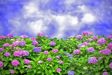 Hydrangea Sky Wallpapers