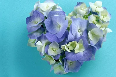Hydrangea In Shape Of A Heart Wallpapers