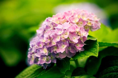 Hydrangea Wallpapers Wallpapers HD Wide