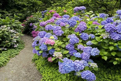 Canada Vancouver British Columbia Hydrangea Wallpapers