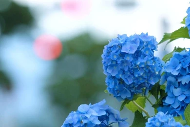 Download Wallpapers 2560x1024 Hydrangea, Bloom, Blue, Green, Blur ...