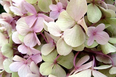 White Hydrangea   Wallpaper.
