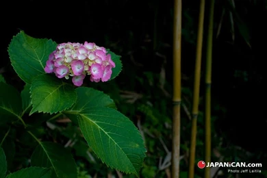 Hydrangea Wallpapers   116546