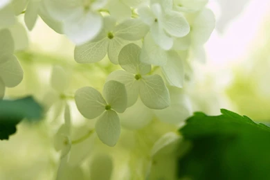 Purple Wedding Cakes   Wallpaper.