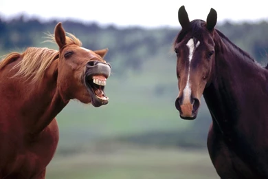 Wicked Horse Wallpapers And Images   Wallpapers, Pictures, Photos