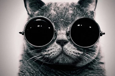 Cat Steampunk Wallpapers Glasses Funny Wallpapers 1920×1080 ...