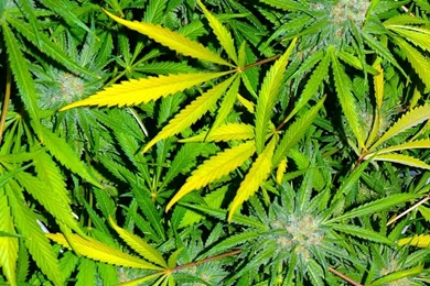 5 Free iPhone Marijuana Backgrounds   Cannabis Destiny