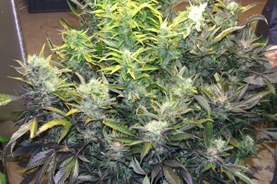 Ditchweed Marijuana Pot Wallpapers   (